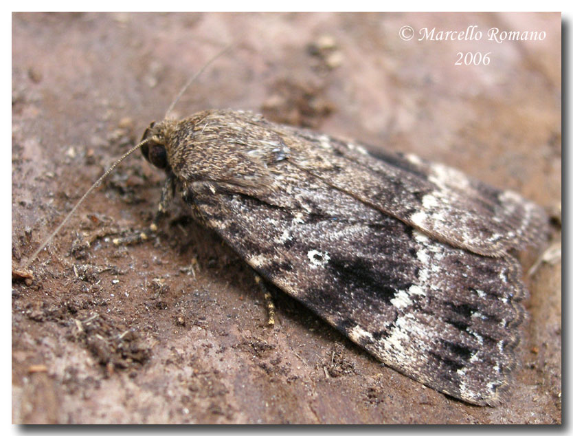 farfalla notturna da determinare: Amphipyra pyramidea